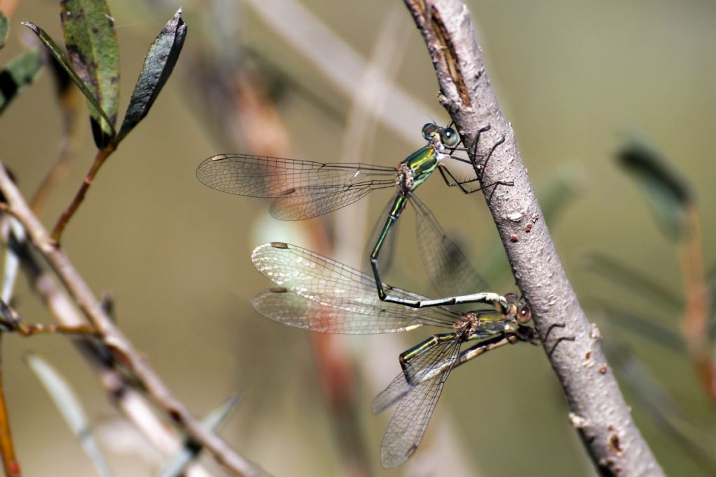 Lestes virens vestalis?  No, Chalcolestes viridis